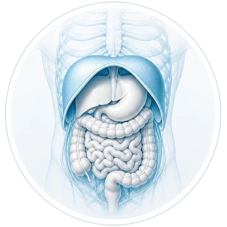 Anatomiczna ilustracja brzucha przy bólu brzucha, napięciu trzewnym i pracy tułowia